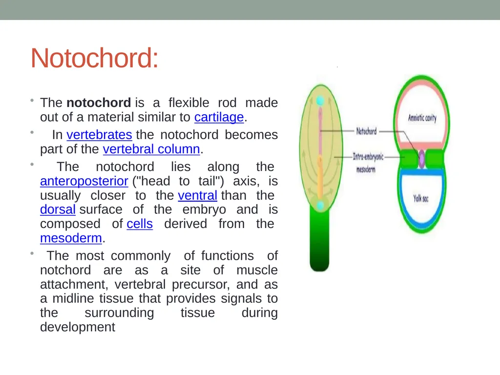 EMBRYOLOGY-I ا.م.د.ورقاء محمود علي INTRODUCTION: - slide 13 of 25