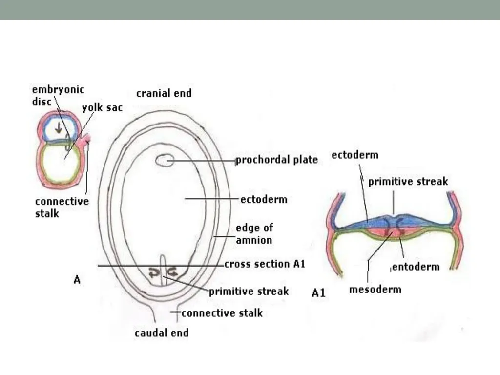 EMBRYOLOGY-I ا.م.د.ورقاء محمود علي INTRODUCTION: - slide 12 of 25