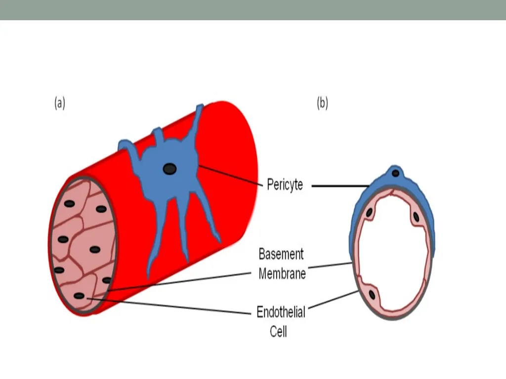 EMBRYOLOGY-I ا.م.د.ورقاء محمود علي INTRODUCTION: - slide 22 of 25