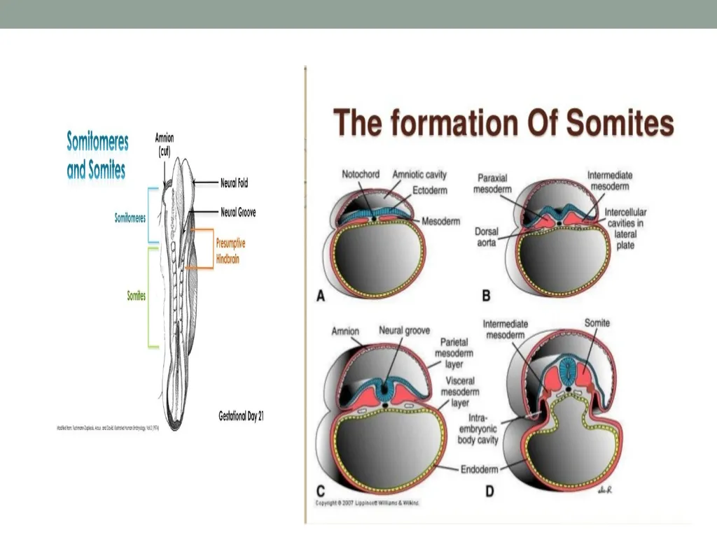 EMBRYOLOGY-I ا.م.د.ورقاء محمود علي INTRODUCTION: - slide 25 of 25