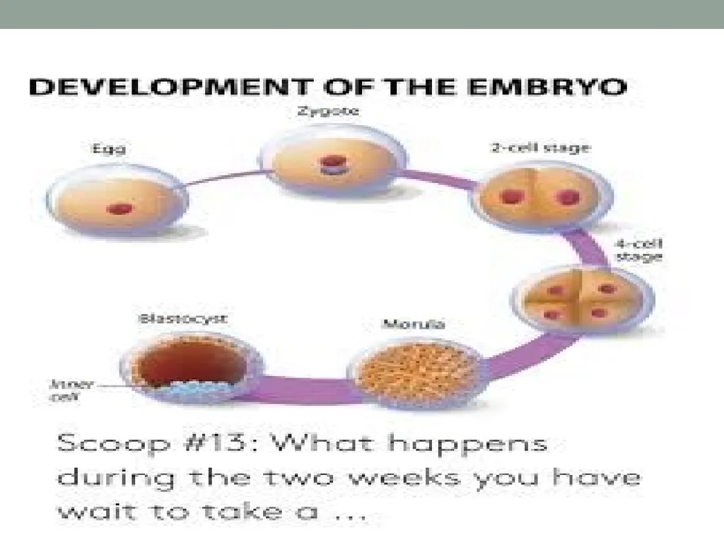 EMBRYOLOGY-I ا.م.د.ورقاء محمود علي INTRODUCTION: - slide 3 of 25