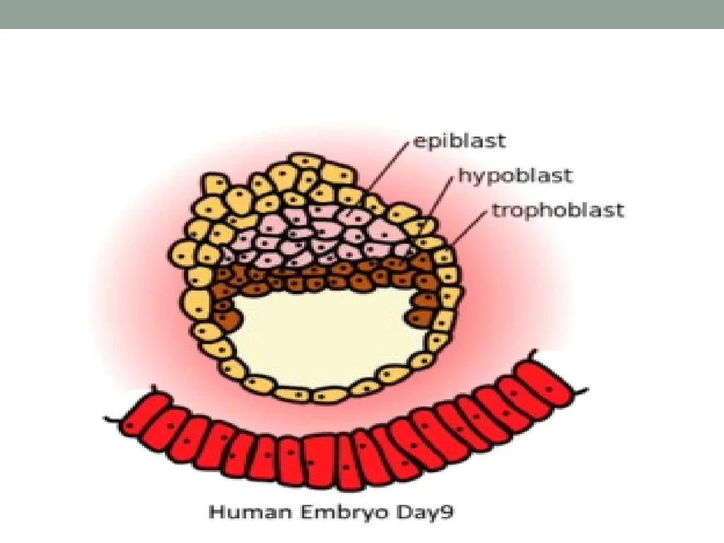 EMBRYOLOGY-I ا.م.د.ورقاء محمود علي INTRODUCTION: - slide 6 of 25