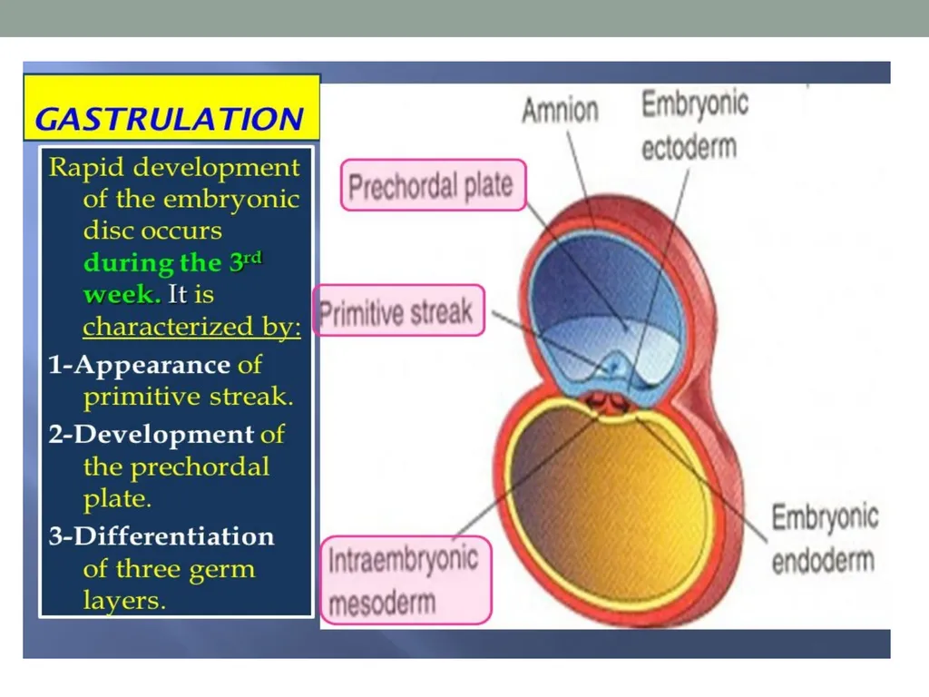 EMBRYOLOGY-I ا.م.د.ورقاء محمود علي INTRODUCTION: - slide 7 of 25