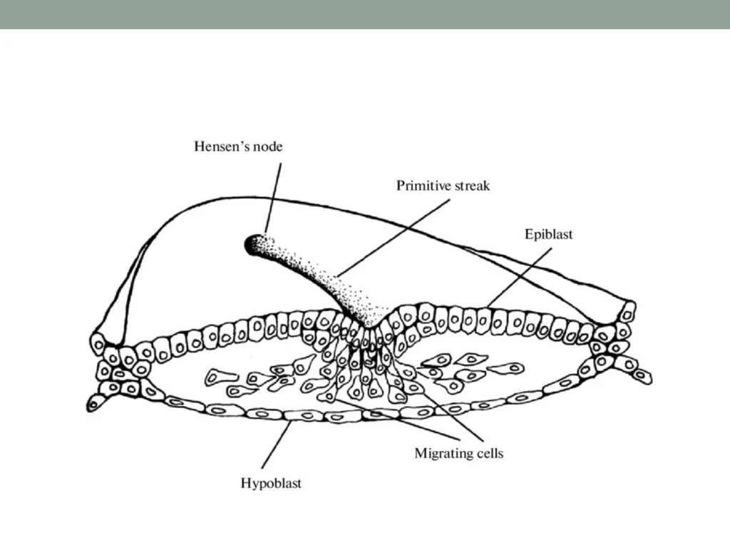EMBRYOLOGY-I ا.م.د.ورقاء محمود علي INTRODUCTION: - slide 9 of 25