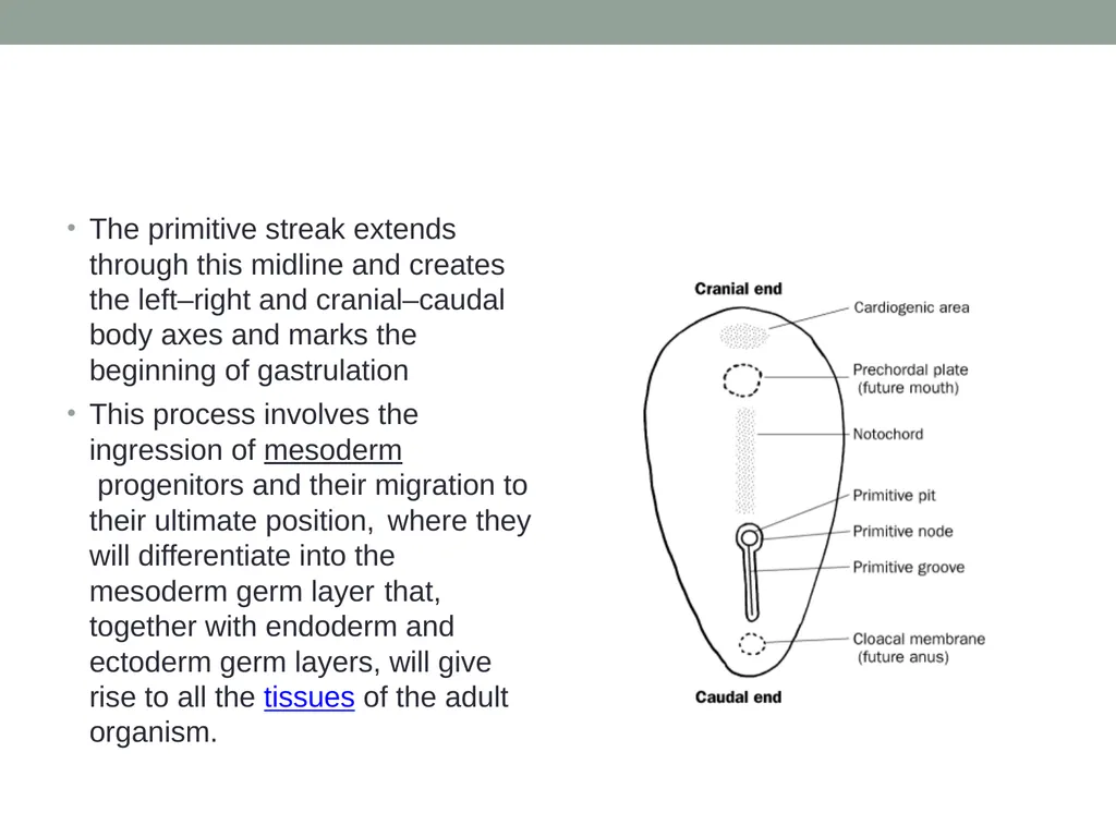 EMBRYOLOGY-I ا.م.د.ورقاء محمود علي INTRODUCTION: - slide 10 of 25