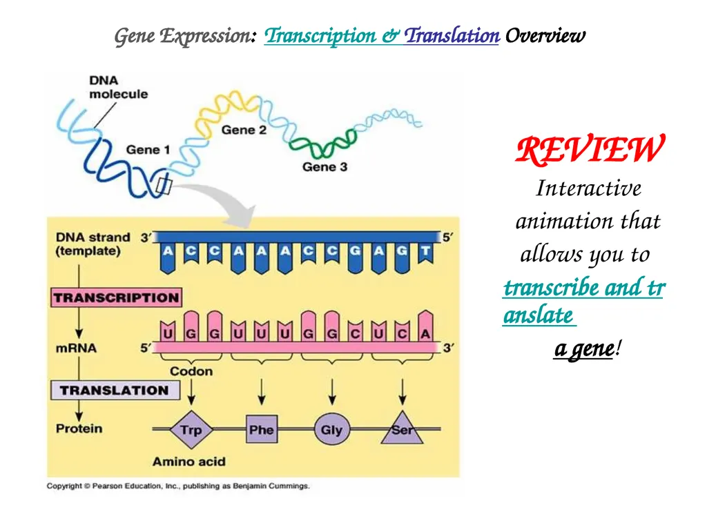 About Science Prof Online PowerPoint Resources - slide 17 of 30