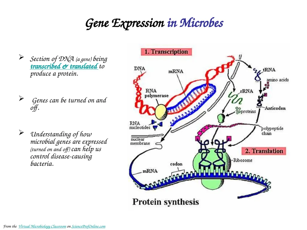 About Science Prof Online PowerPoint Resources - slide 18 of 30
