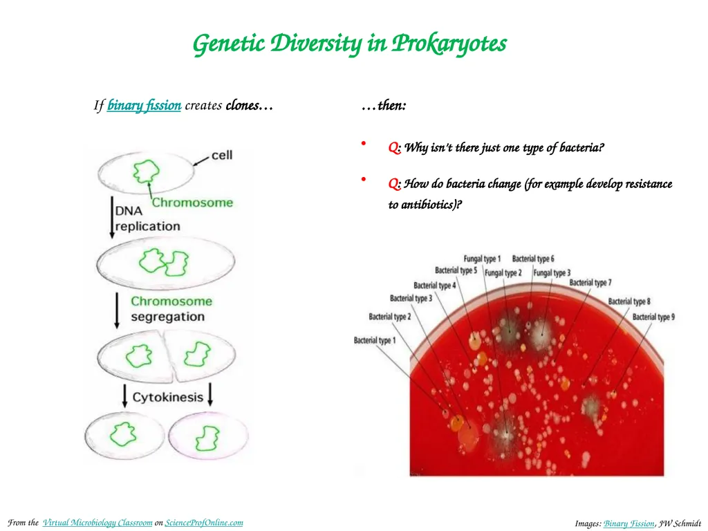 About Science Prof Online PowerPoint Resources - slide 20 of 30