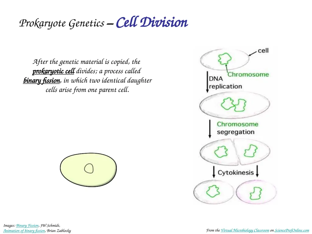 About Science Prof Online PowerPoint Resources - slide 9 of 30