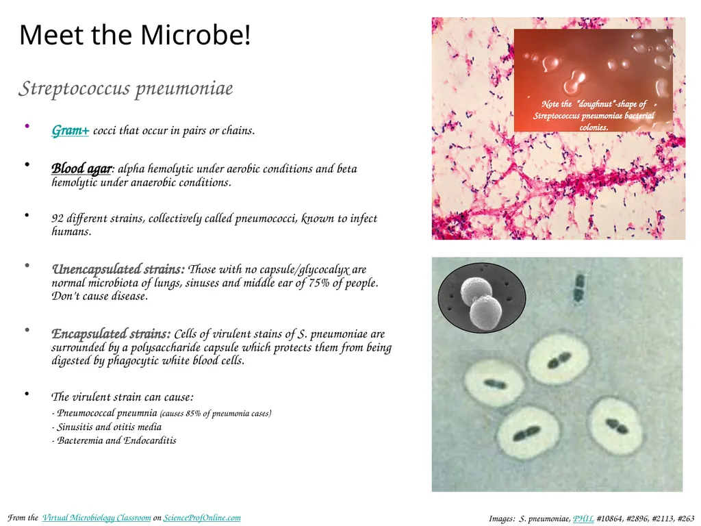 About Science Prof Online PowerPoint Resources - slide 24 of 30