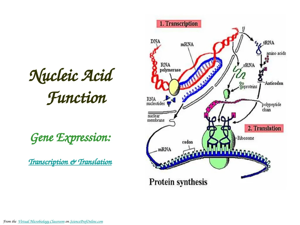 About Science Prof Online PowerPoint Resources - slide 12 of 30