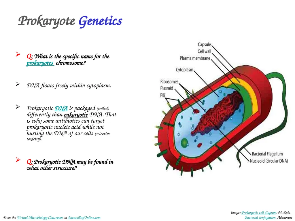 About Science Prof Online PowerPoint Resources - slide 5 of 30