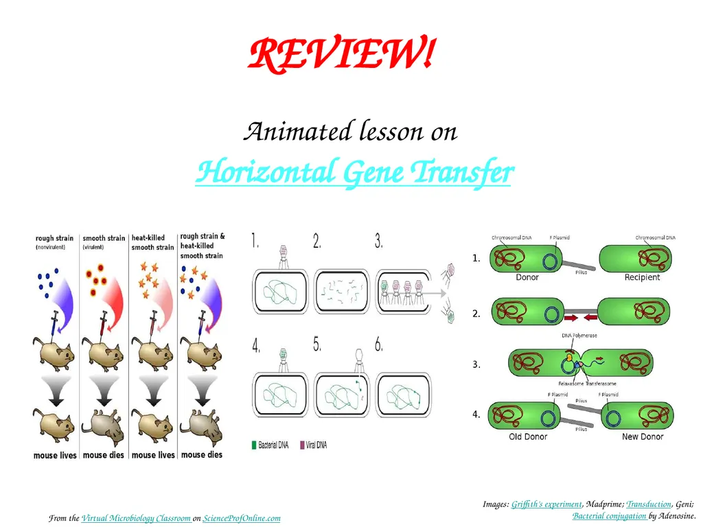 About Science Prof Online PowerPoint Resources - slide 28 of 30