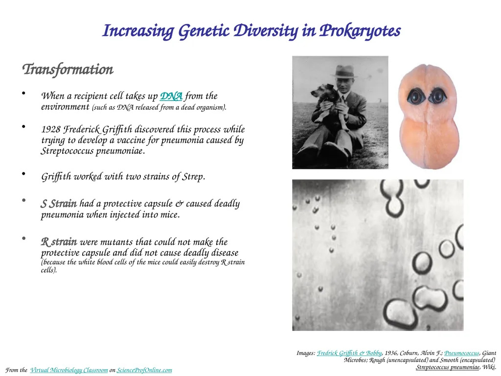 About Science Prof Online PowerPoint Resources - slide 23 of 30
