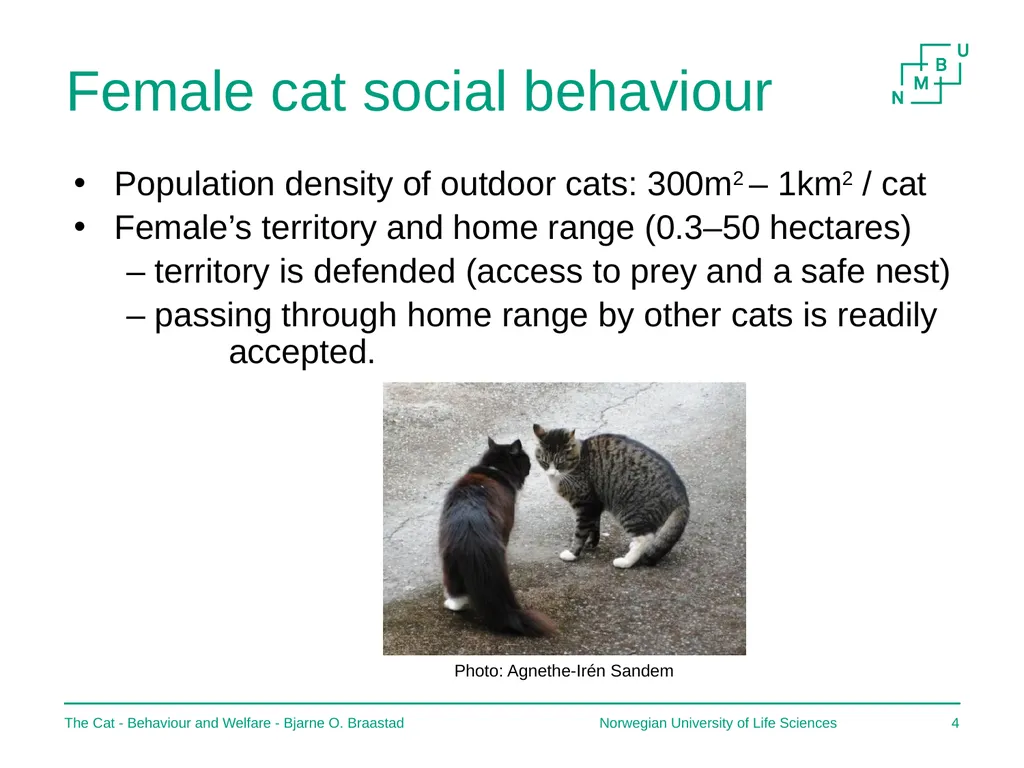 The Cat – Behaviour and Welfare 7. Social - slide 4 of 9