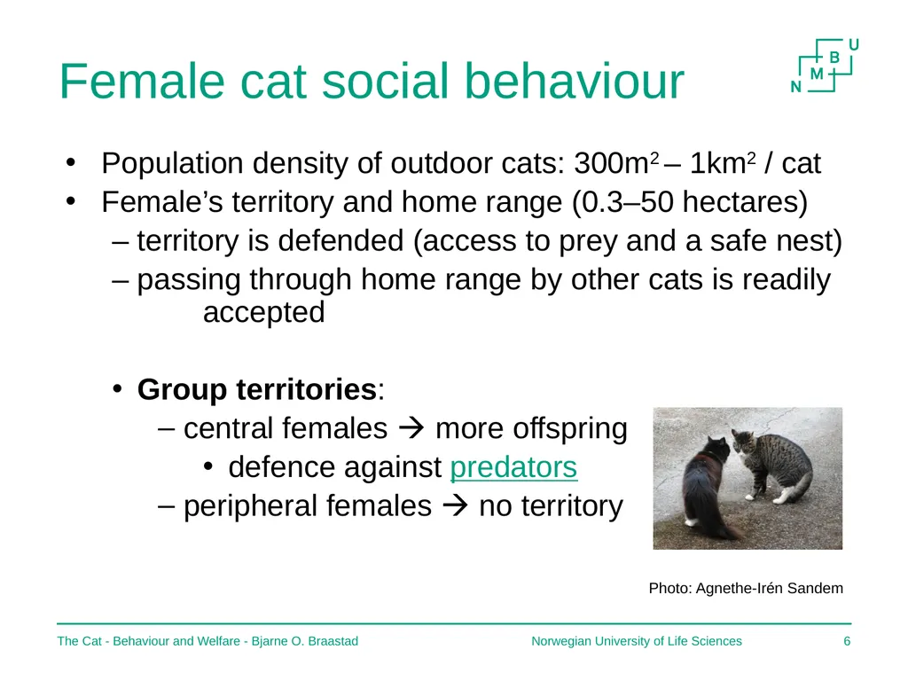 The Cat – Behaviour and Welfare 7. Social - slide 6 of 9