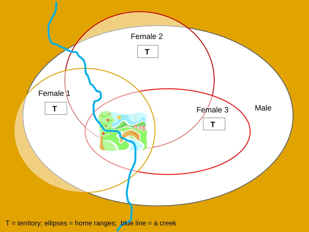 The Cat – Behaviour and Welfare 7. Social - slide 5 of 9