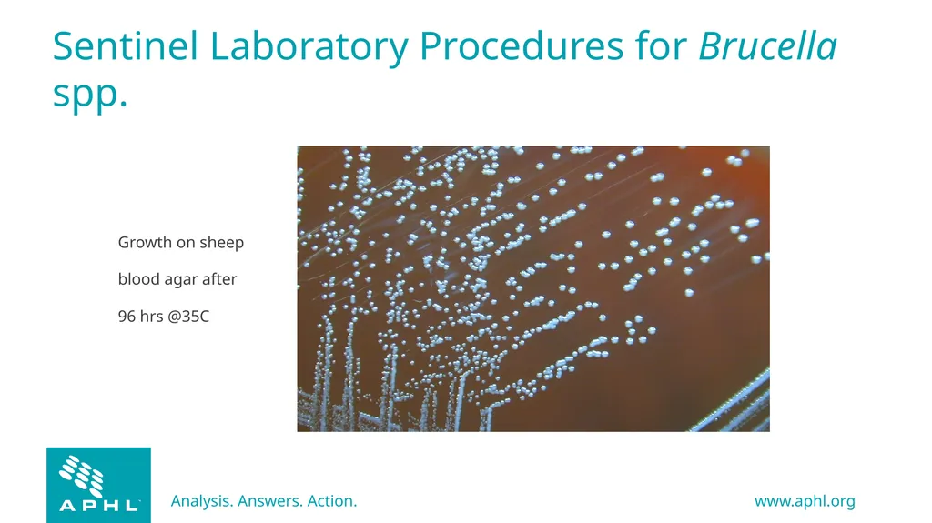 Agents of Bioterrorism Brucella species: - slide 13 of 21