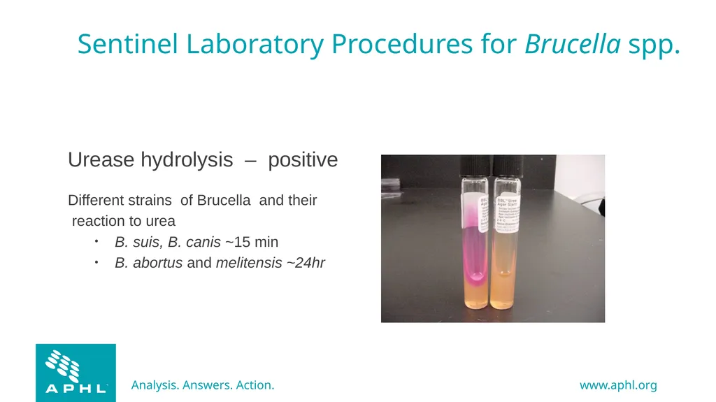 Agents of Bioterrorism Brucella species: - slide 15 of 21