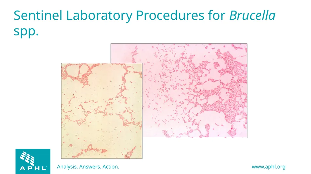 Agents of Bioterrorism Brucella species: - slide 9 of 21