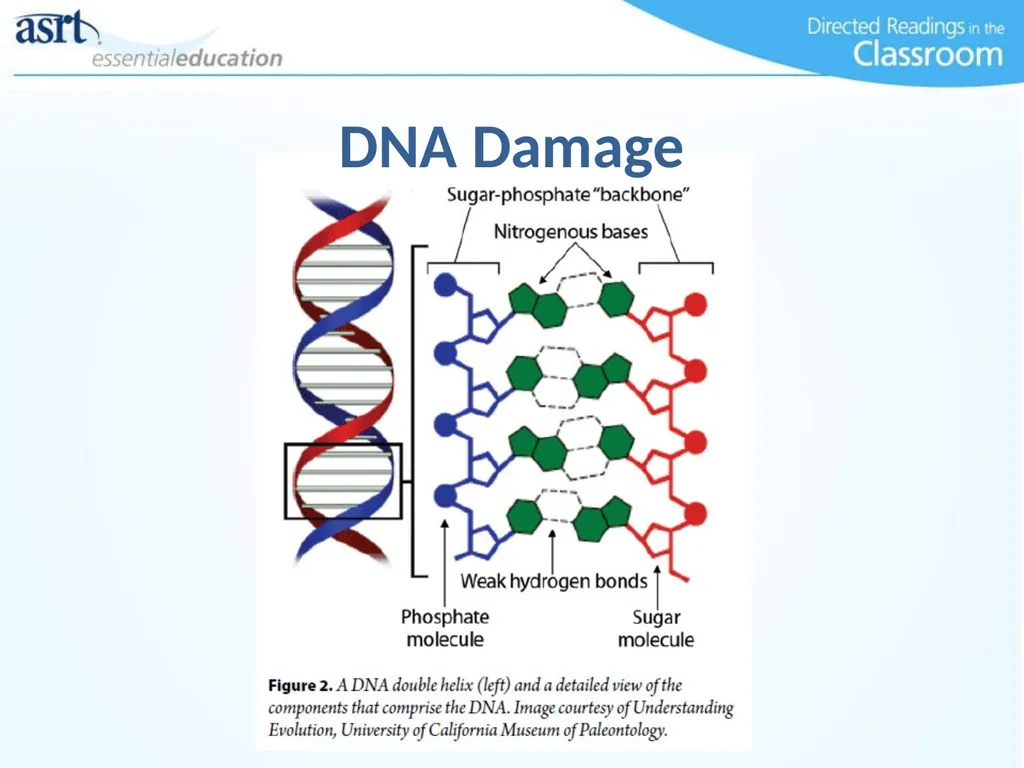Occupational Radiation Safety Directed Readings In - slide 11 of 54