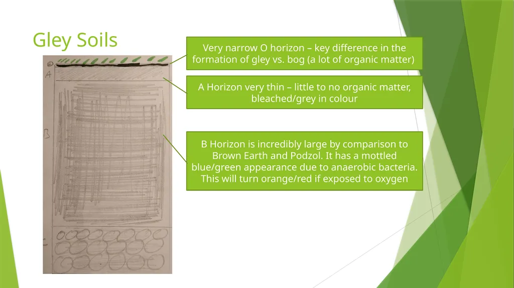 Soil Profiles Leaving Cert. Agricultural Science - slide 7 of 8