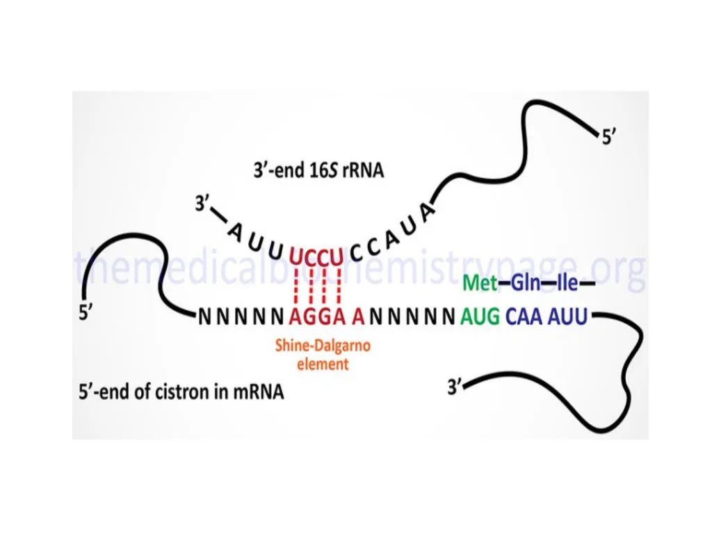 TRANSLATION Translation is the RNA directed - slide 11 of 15