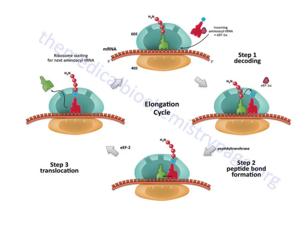TRANSLATION Translation is the RNA directed - slide 14 of 15