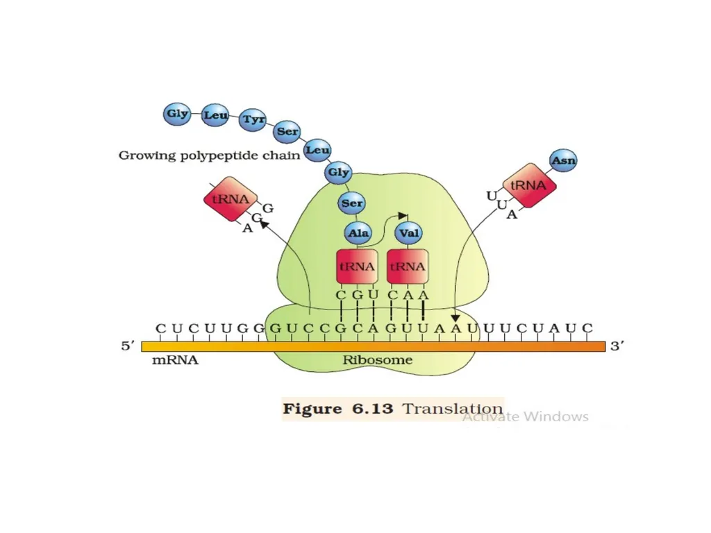 TRANSLATION Translation is the RNA directed - slide 6 of 15