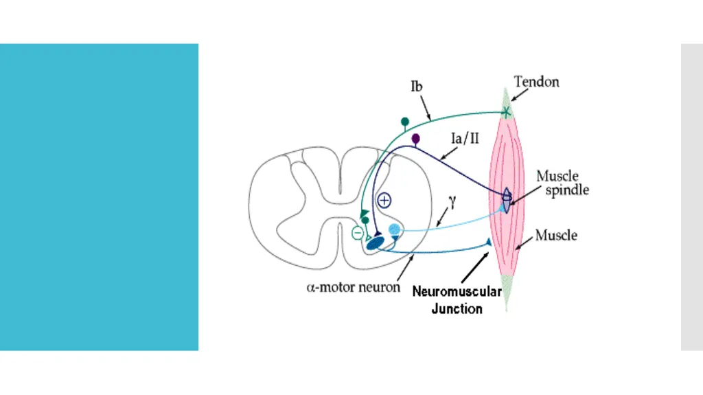 EXAMINATION OF UPPER LIMB DEEP TENDON REFLEXES Dr - slide 3 of 28