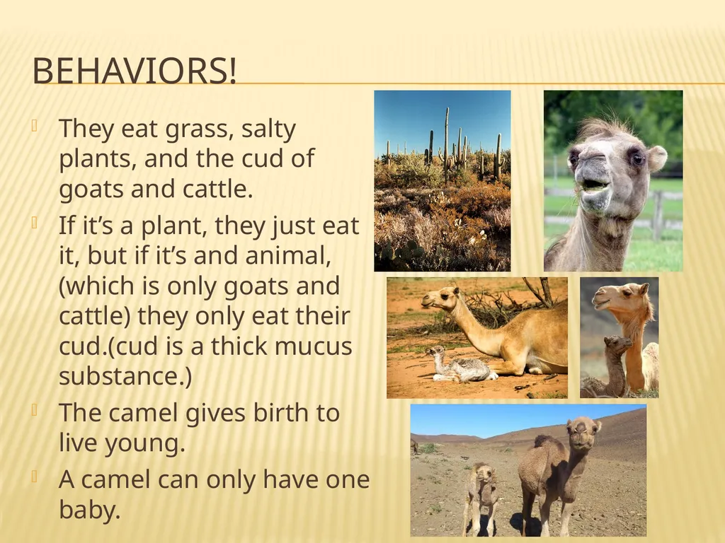 The Noble Camel! By : Emma Livingston General - slide 5 of 6