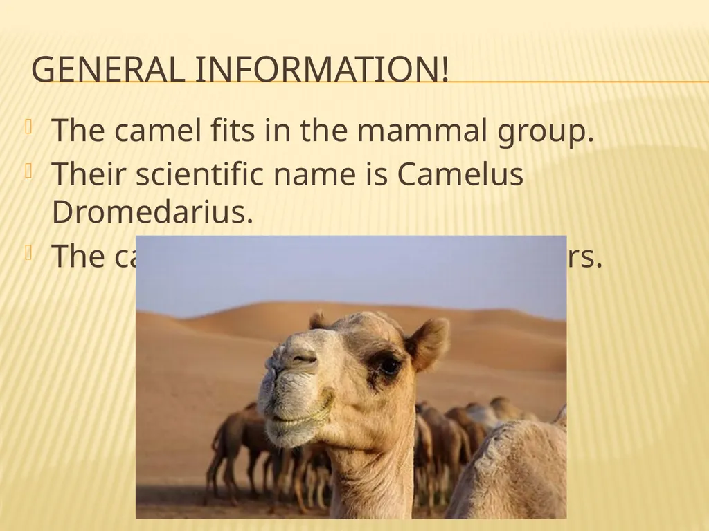 The Noble Camel! By : Emma Livingston General - slide 2 of 6