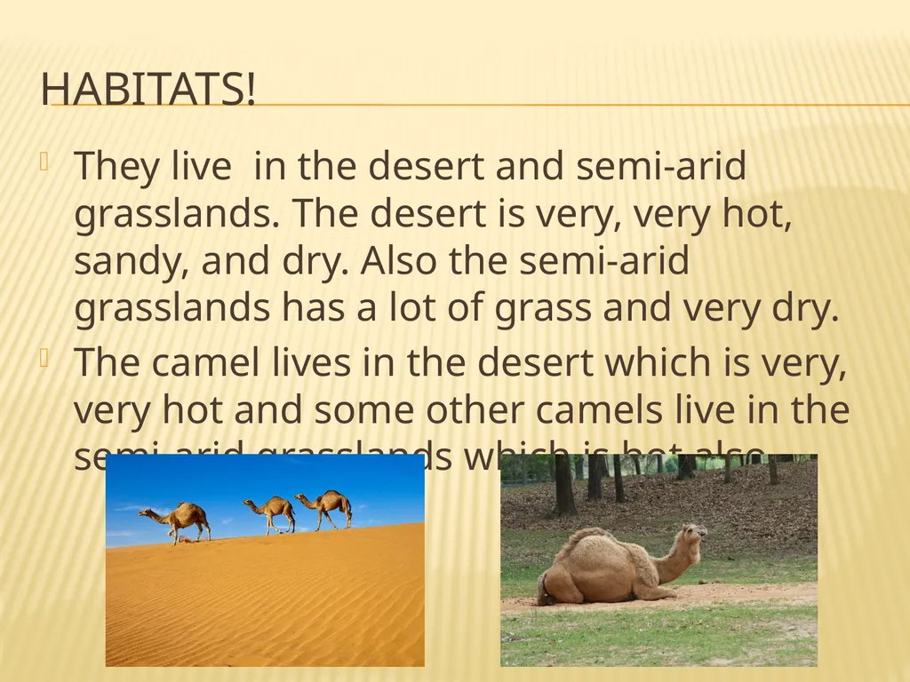 The Noble Camel! By : Emma Livingston General - slide 4 of 6