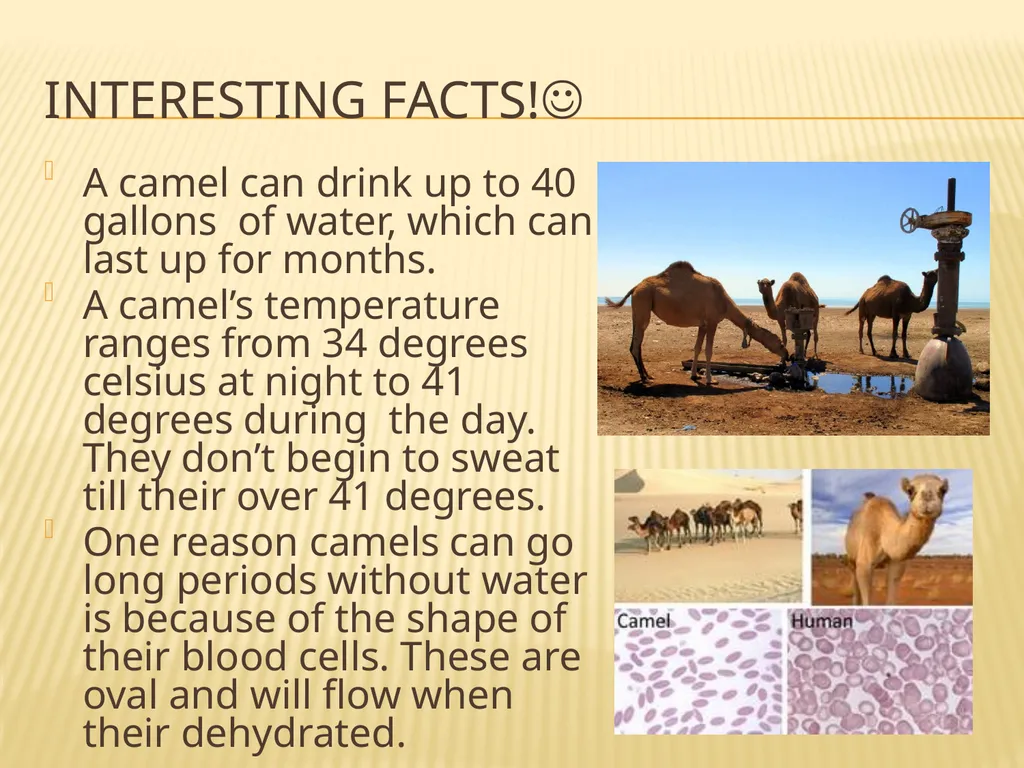 The Noble Camel! By : Emma Livingston General - slide 6 of 6