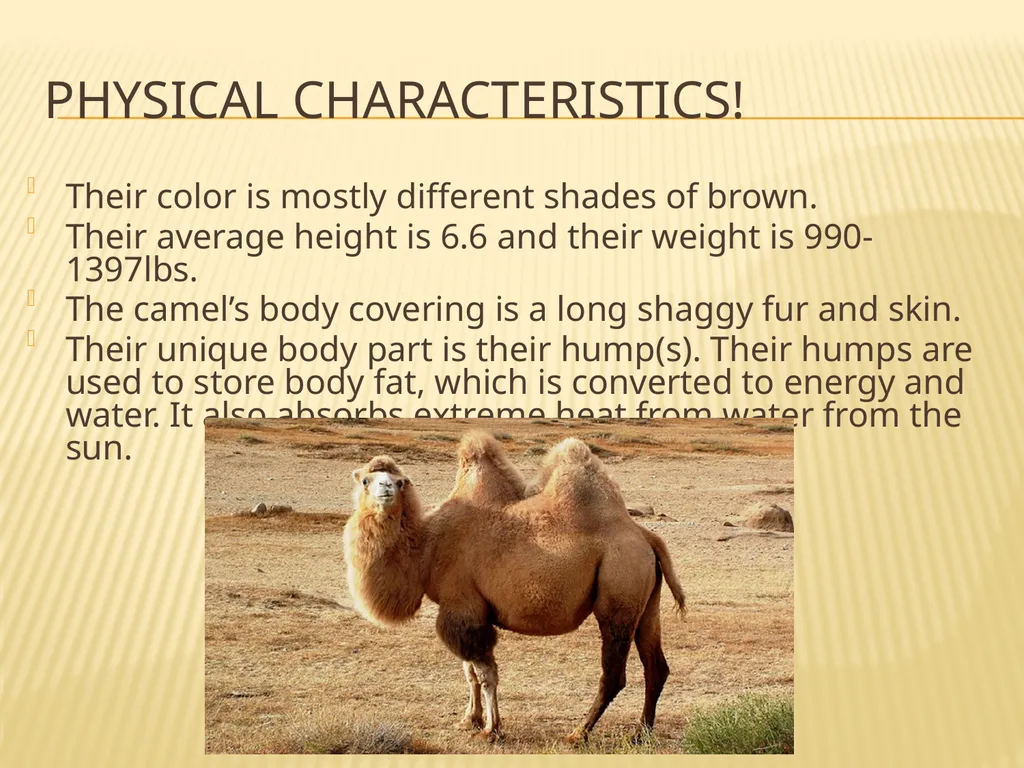 The Noble Camel! By : Emma Livingston General - slide 3 of 6