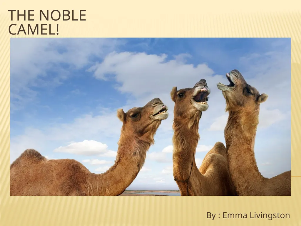 The Noble Camel! By : Emma Livingston General - slide 1 of 6