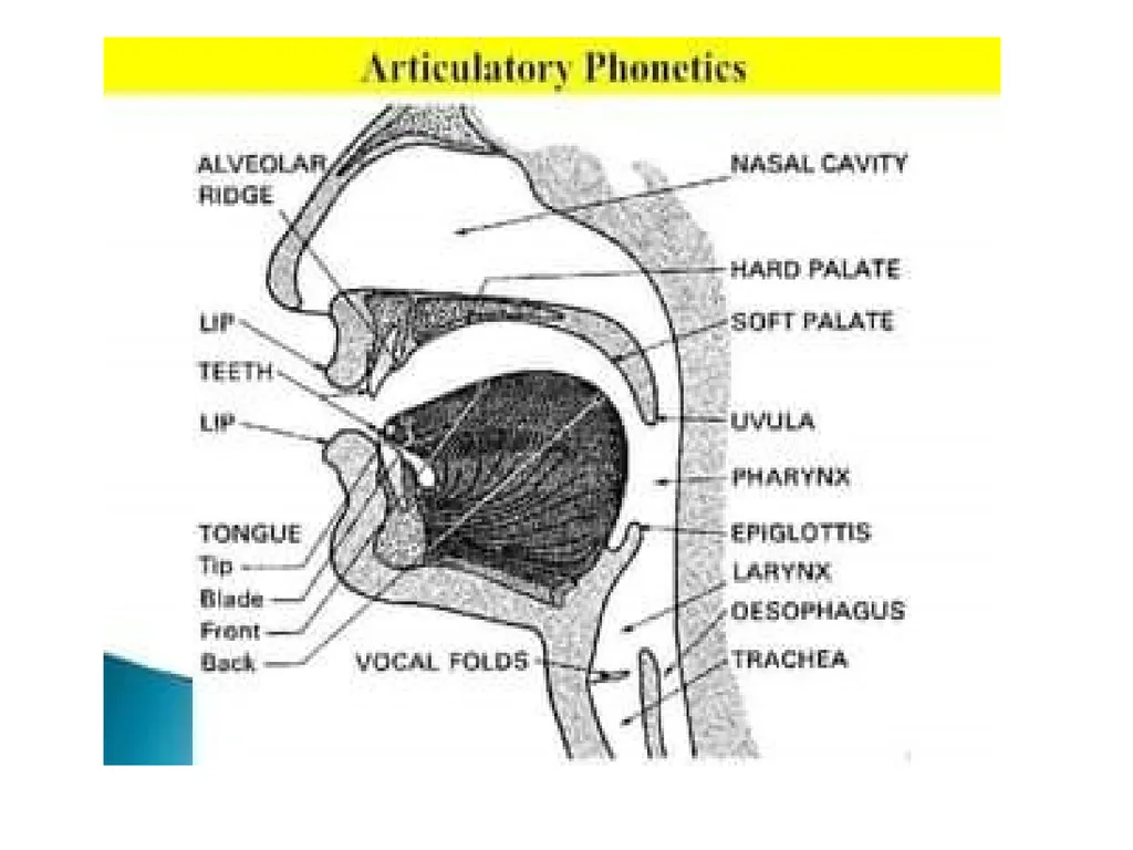 PHONETICS Semester: V DSE:1A Unit-1 (SPEECH ORGAN) - slide 4 of 7