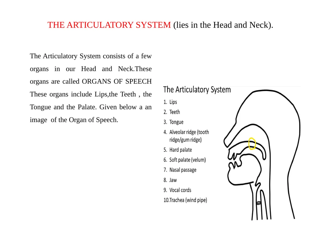 PHONETICS Semester: V DSE:1A Unit-1 (SPEECH ORGAN) - slide 3 of 7