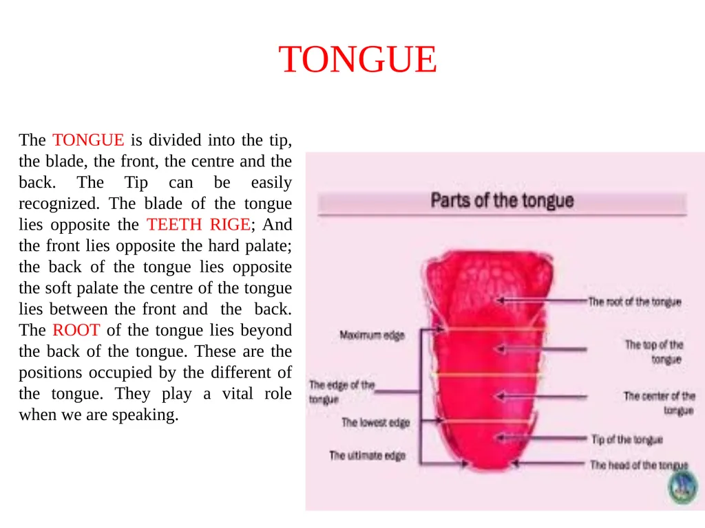 PHONETICS Semester: V DSE:1A Unit-1 (SPEECH ORGAN) - slide 6 of 7