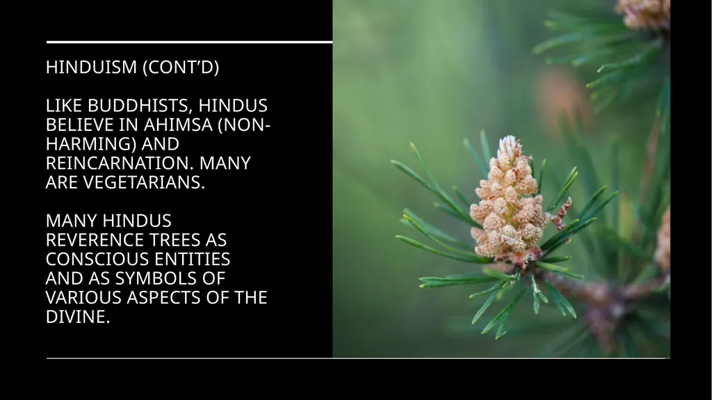 Chapter 2 Religion and the Environment Religion - slide 25 of 27