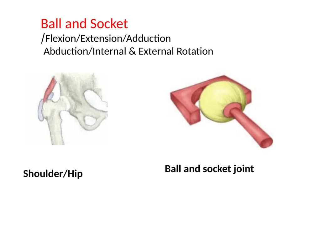 د. خالد Arthrology Field of study concerned with - slide 25 of 32