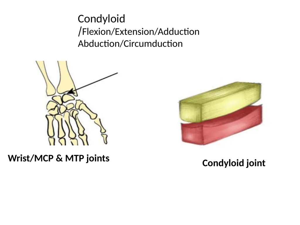 د. خالد Arthrology Field of study concerned with - slide 27 of 32
