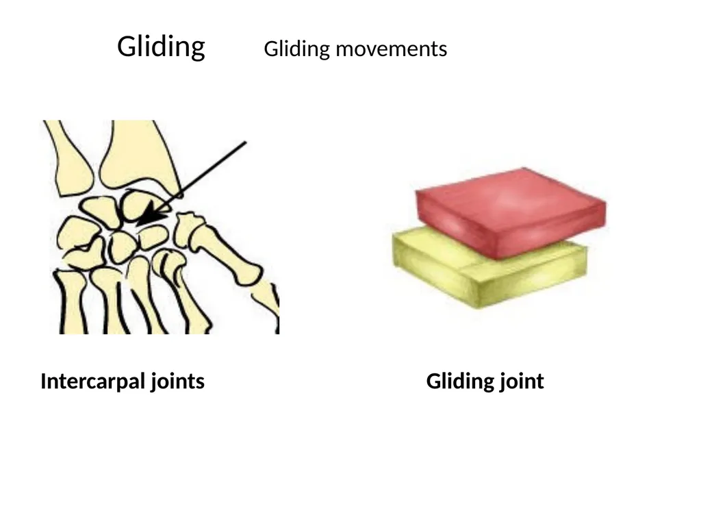 د. خالد Arthrology Field of study concerned with - slide 28 of 32