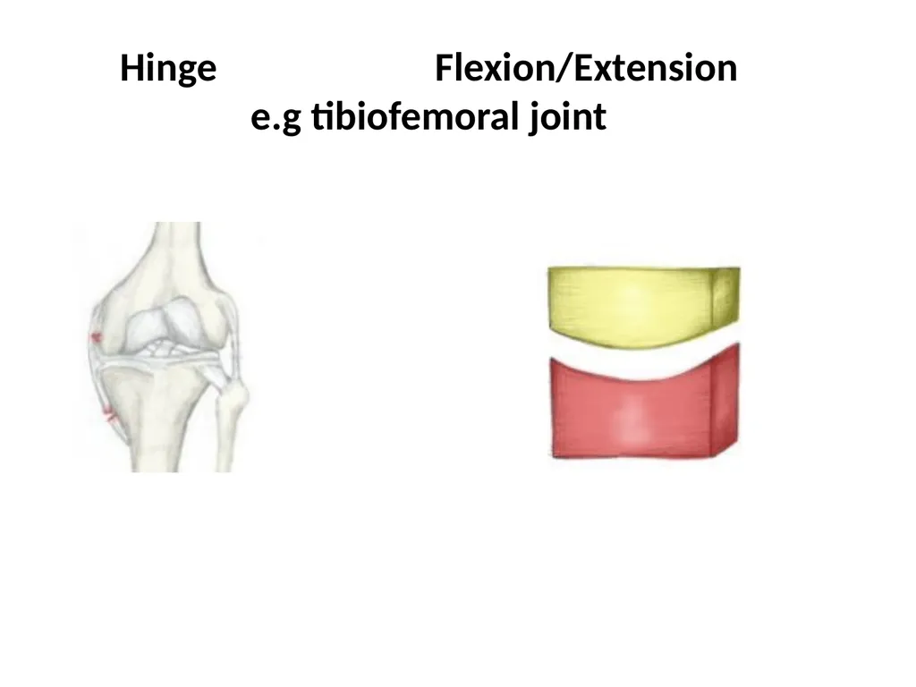 د. خالد Arthrology Field of study concerned with - slide 23 of 32