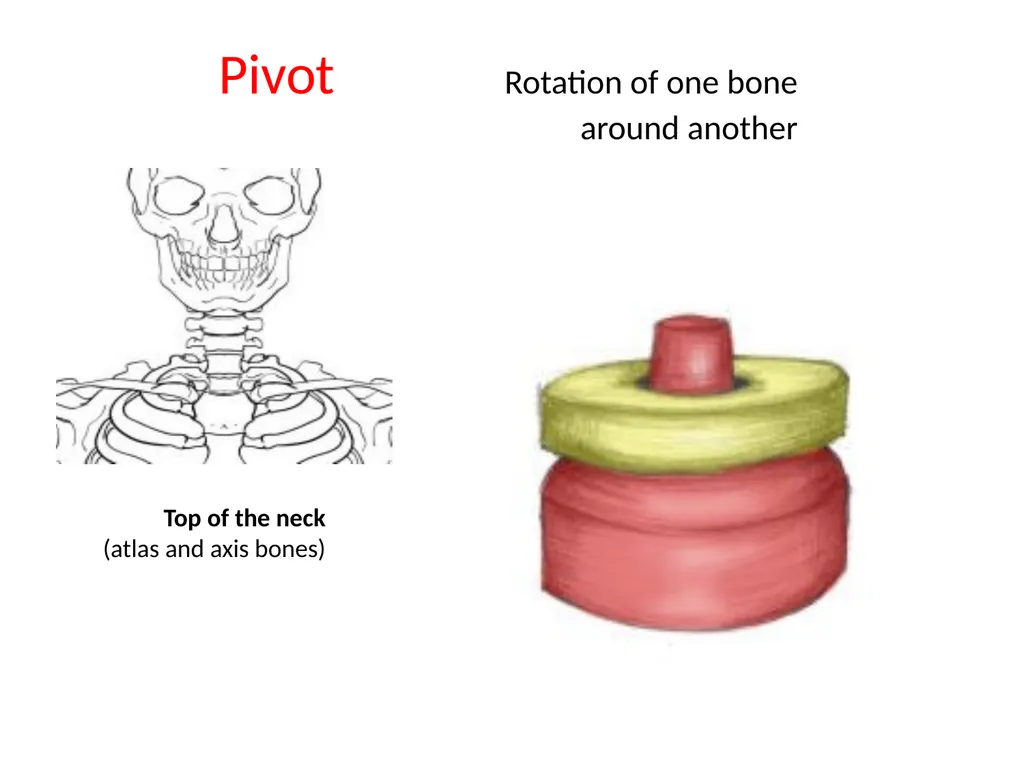 د. خالد Arthrology Field of study concerned with - slide 24 of 32