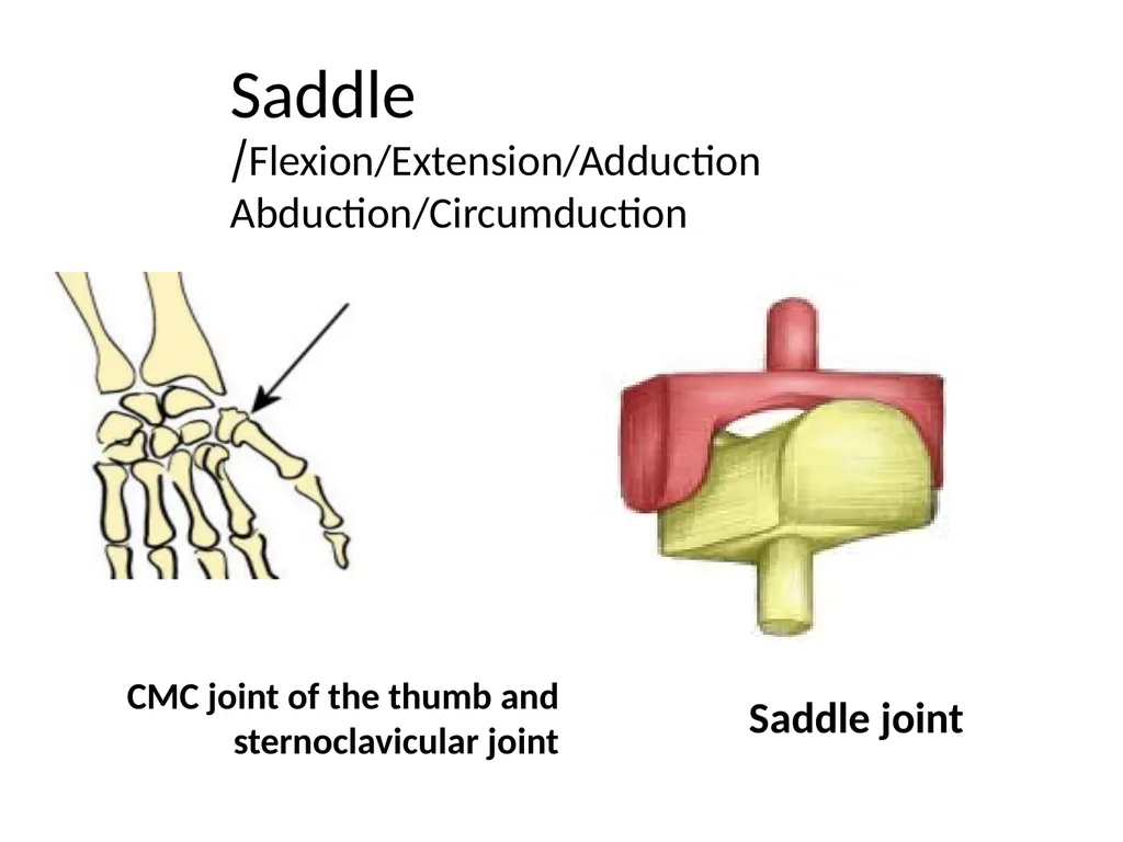 د. خالد Arthrology Field of study concerned with - slide 26 of 32