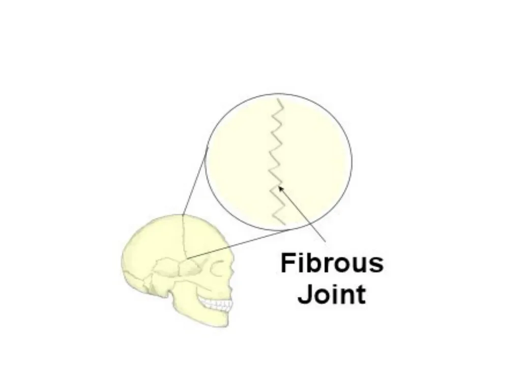 د. خالد Arthrology Field of study concerned with - slide 16 of 32