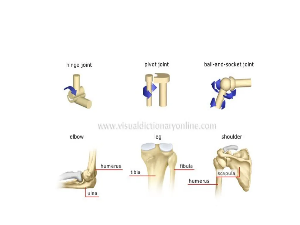د. خالد Arthrology Field of study concerned with - slide 22 of 32