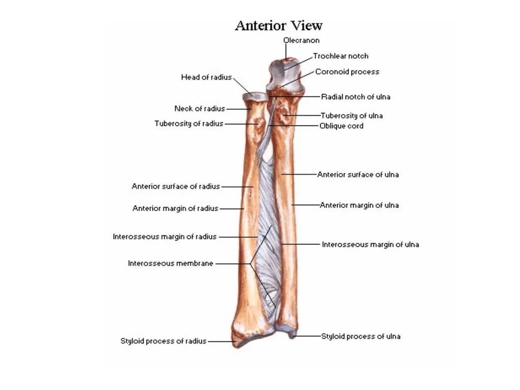 د. خالد Arthrology Field of study concerned with - slide 7 of 32