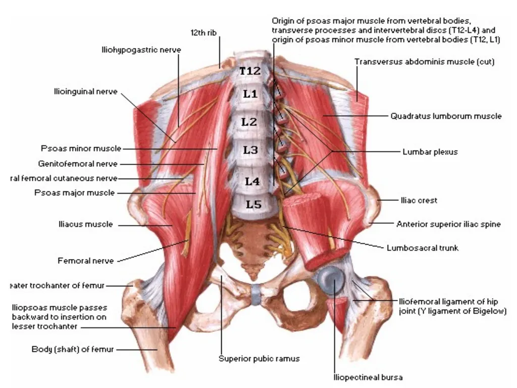 د. خالد Arthrology Field of study concerned with - slide 9 of 32